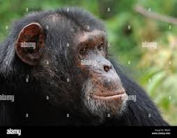 Images   2025 03 26T125438523