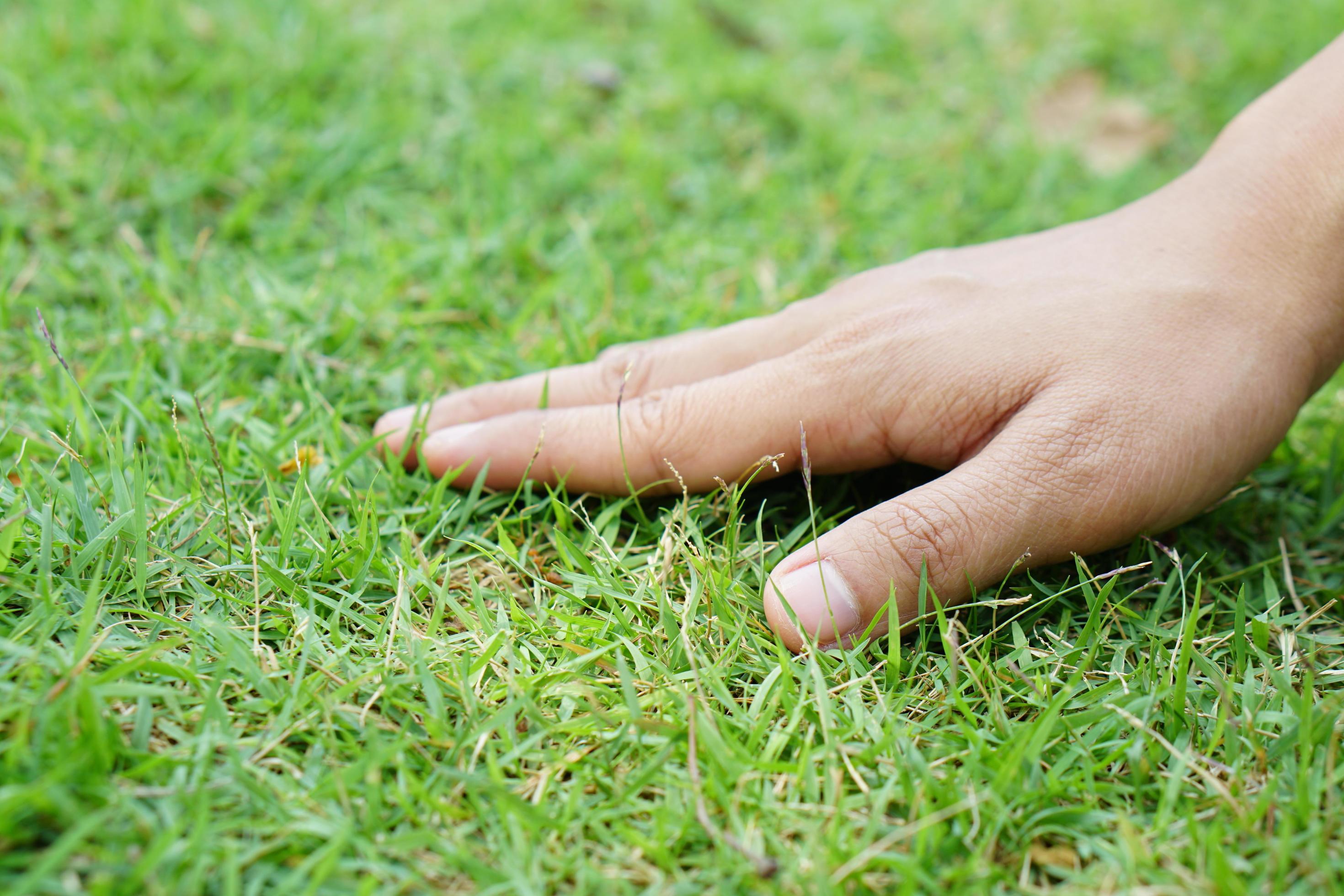 Human hand touching grass and soil free photo