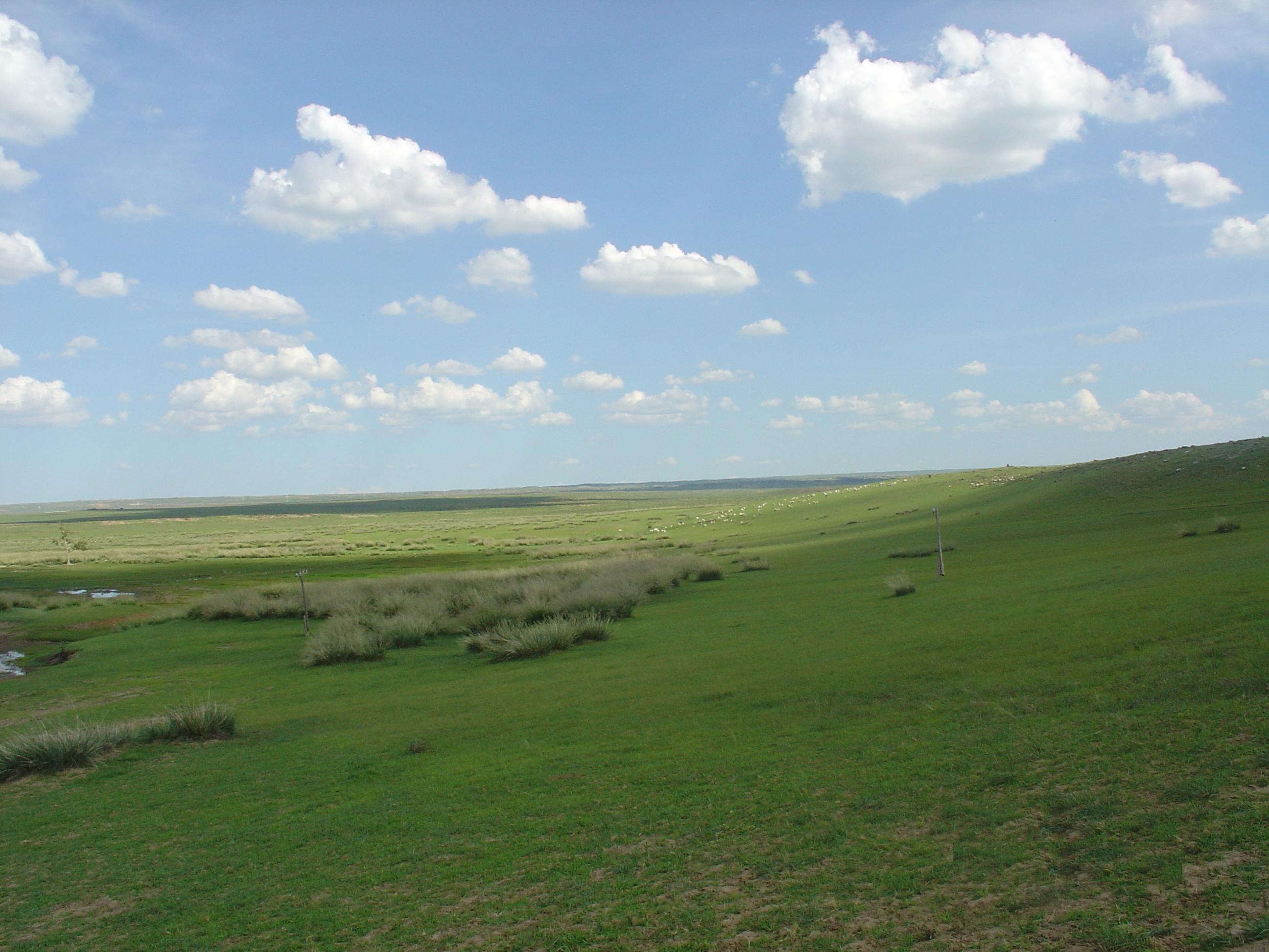 Grasslands menggu