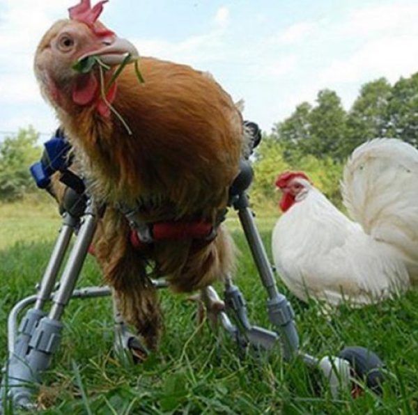Joey chicken