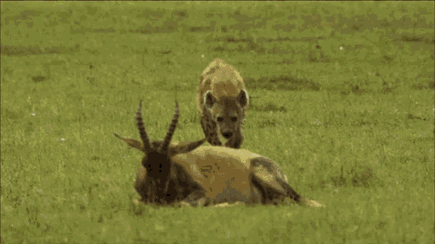 Hyena animals