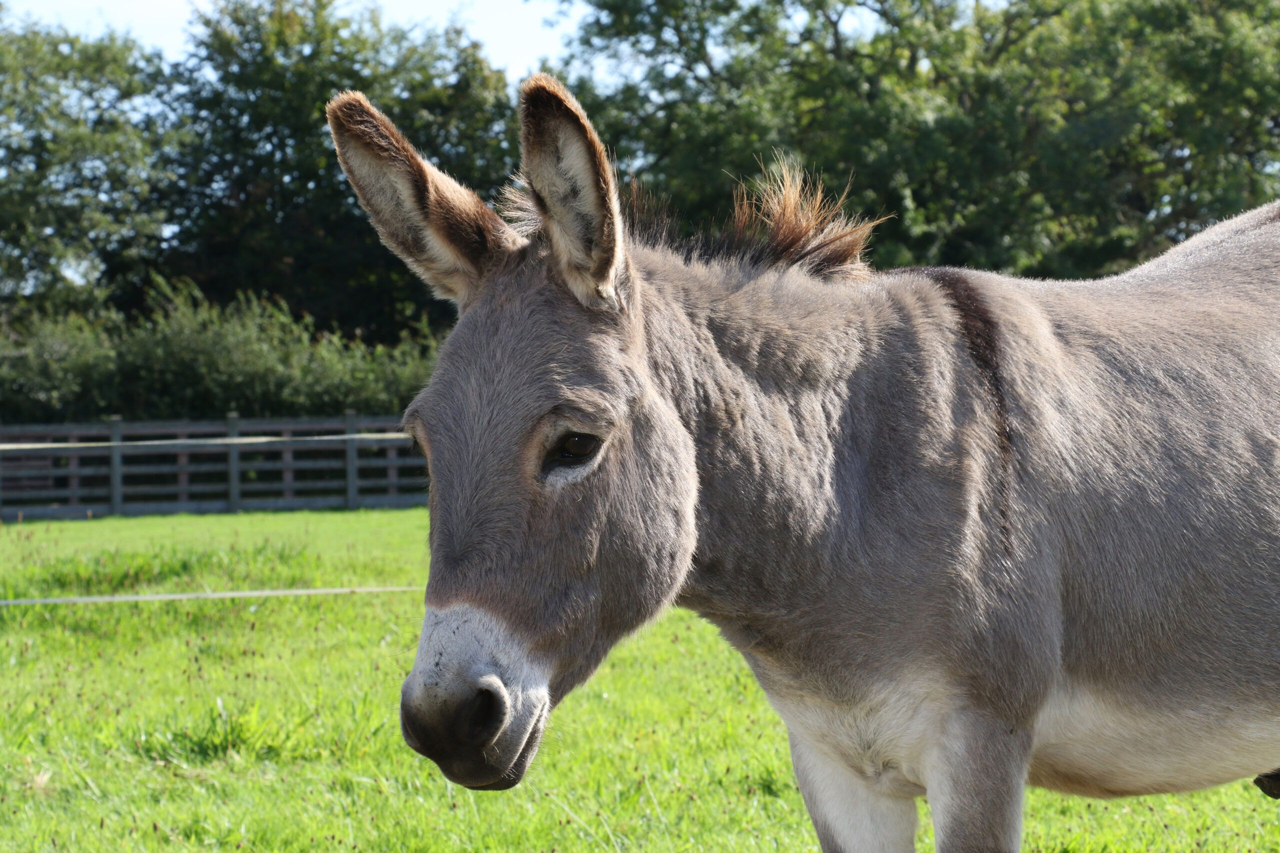 Donkey at The Donkey Sanctuary Sidmouth ii scaled Donkey at The Donkey Sanctuary Sidmouth ii scaled