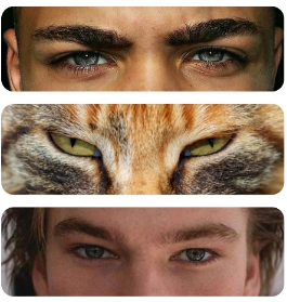 Feline