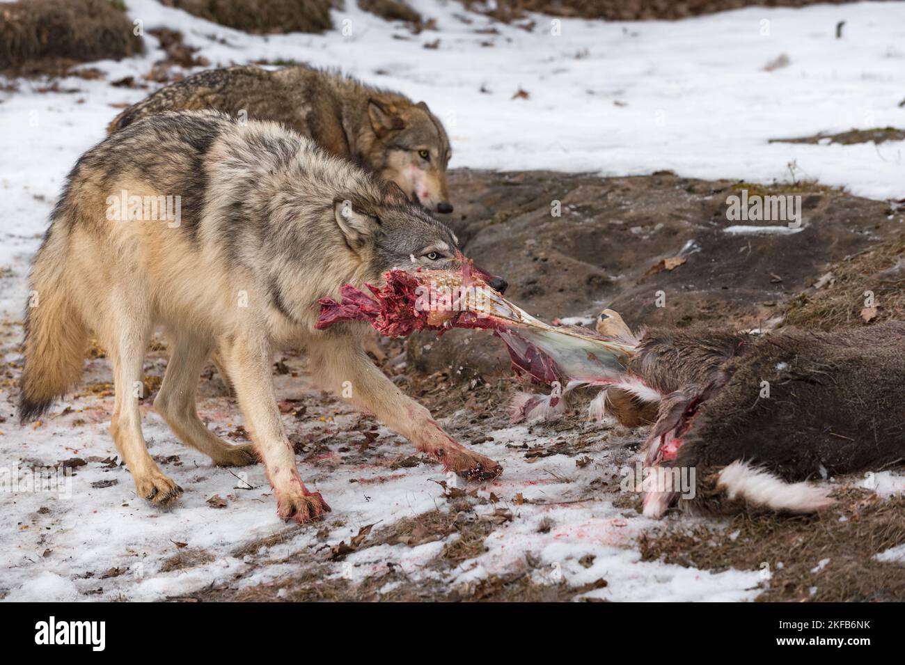 Grey wolf canis lupus pulls meat off white tail deer carcass winter captive animals 2KFB6NK