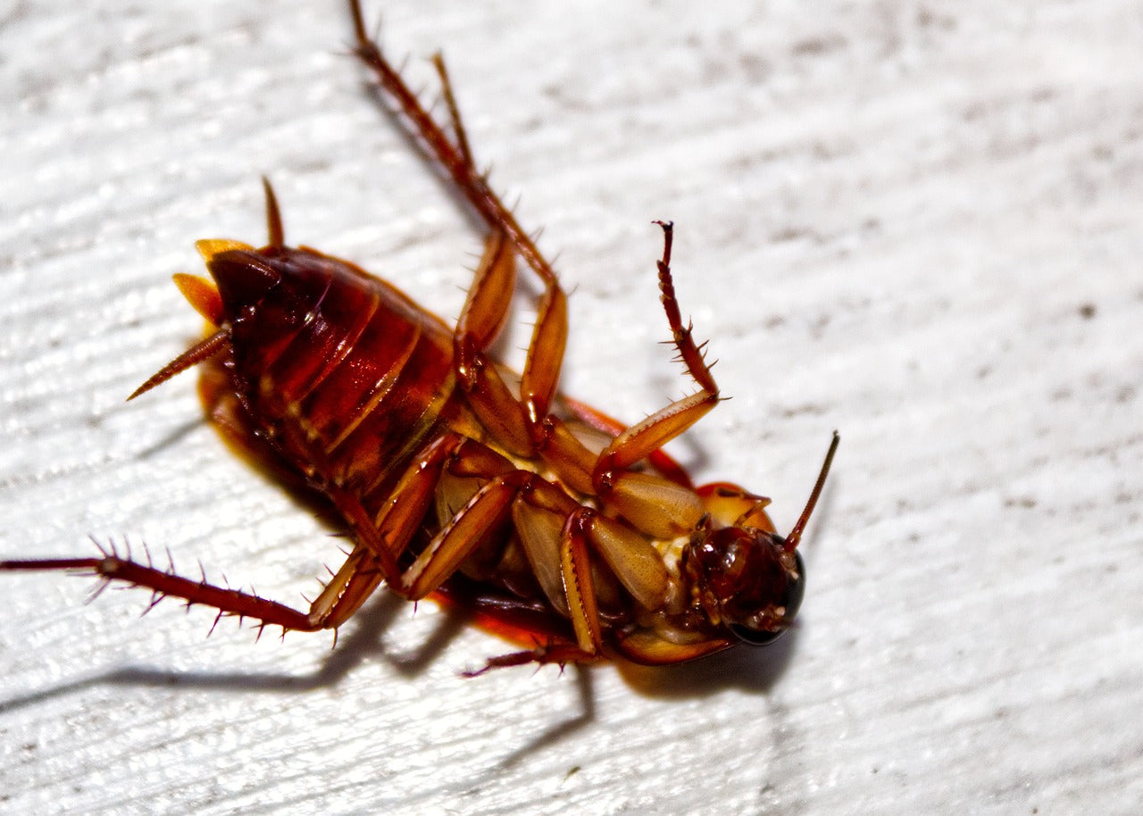 Get rid of cockroaches in the kitchen 2048x