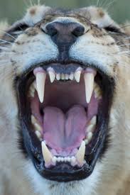 IMG 6330 IMG 6330