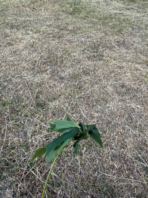 64343.jpg