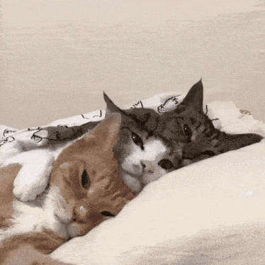Cat cat cuddle