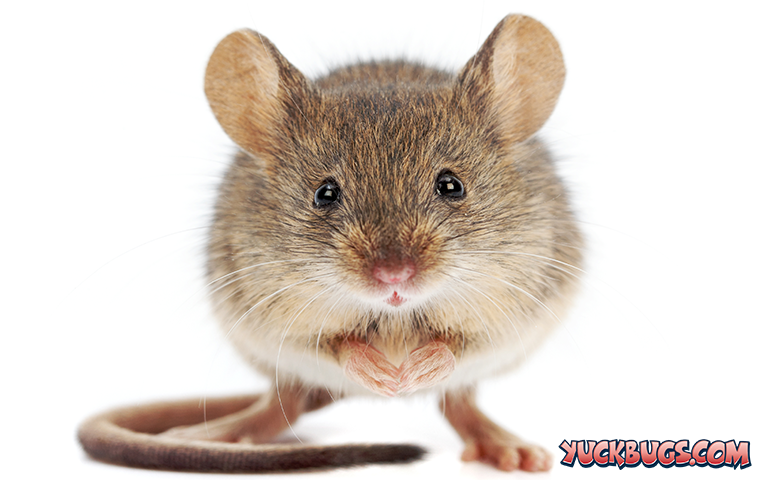 house-mouse-2.png