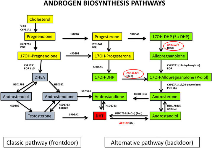 Androgen-biosynthesis-pathways-classic-pathway-frontdoor-and-alternative-pathway.jpg
