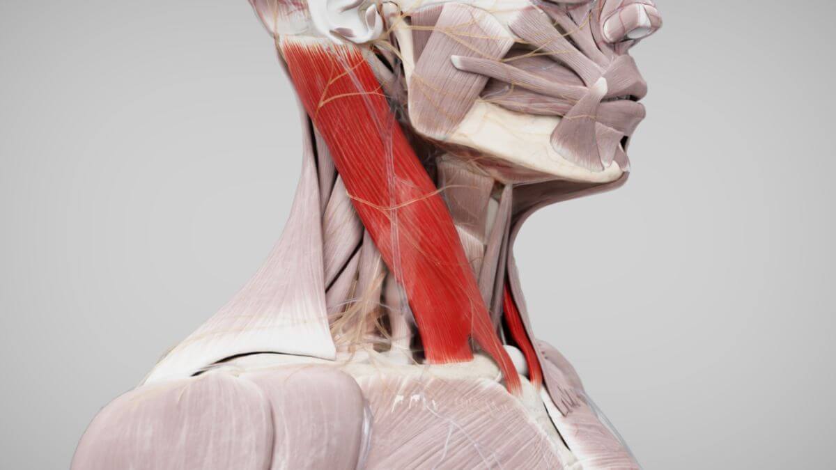 Rendering sternocleidomastoideus muscle md Rendering sternocleidomastoideus muscle md