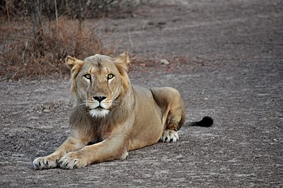 Lion au repos parc pendjari