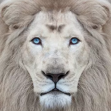 White lion