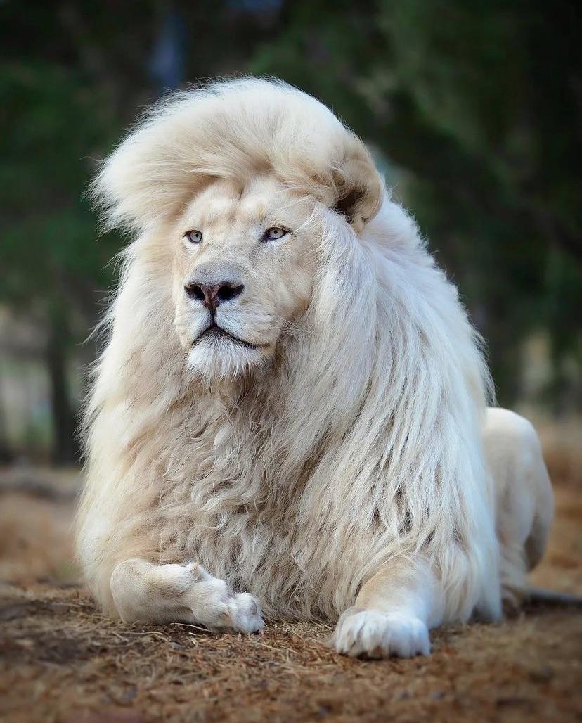 White lion 2