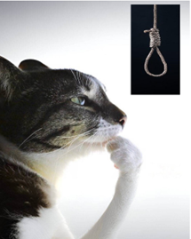 Cat rope