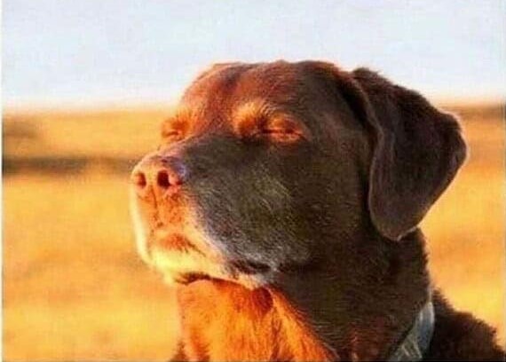 Niggadog