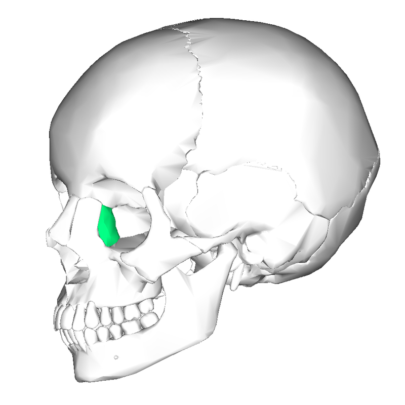 800px Lacrimal bone   lateral view6