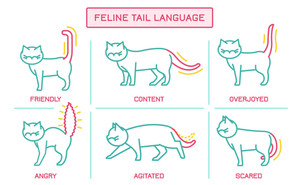 Cat tail position meaning 1 1024x636 819789867