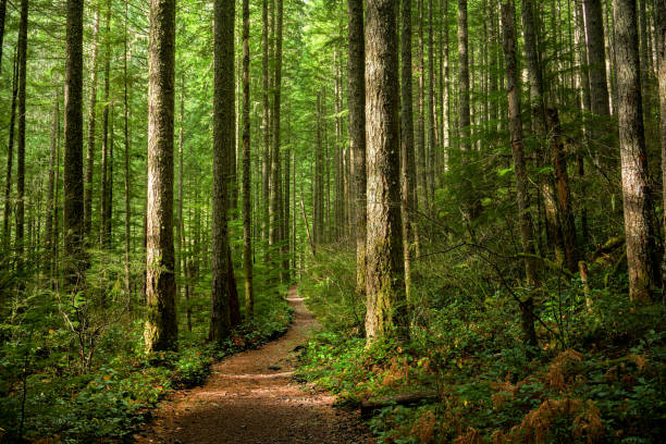 Istockphoto 1446199740 612x612