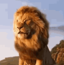 Lion