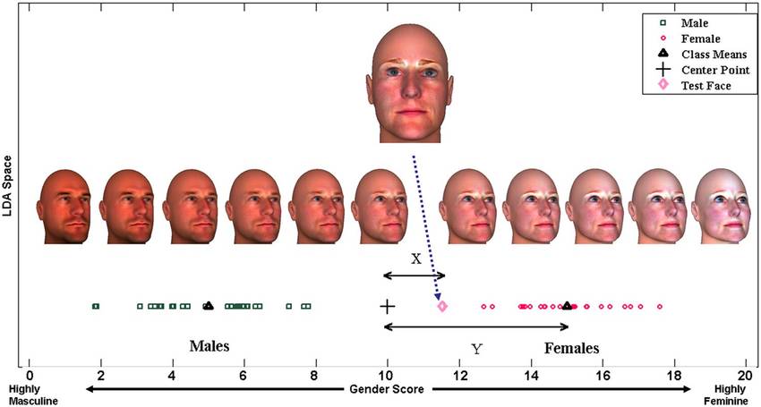 Creation of the gender score for each face The 11 selected features of each 3D face in