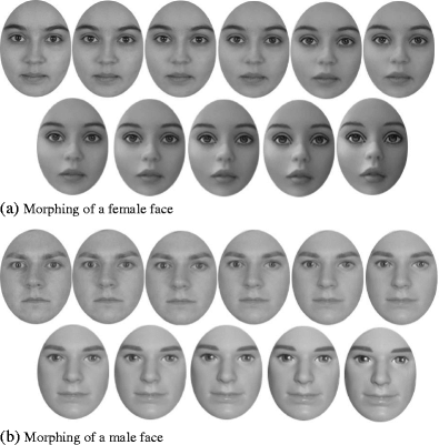 Complete morphing spectrum of a a female and b a male face with 10 incremental increase