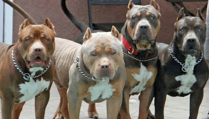 Tipos de pitbull