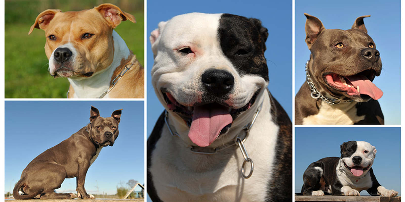Razas de pitbull 2