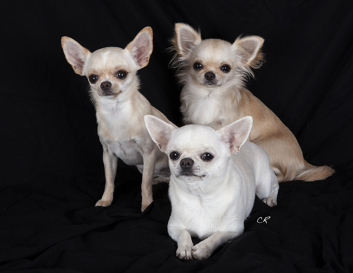 1200px Chihuahuas  Holly Nina Doralice