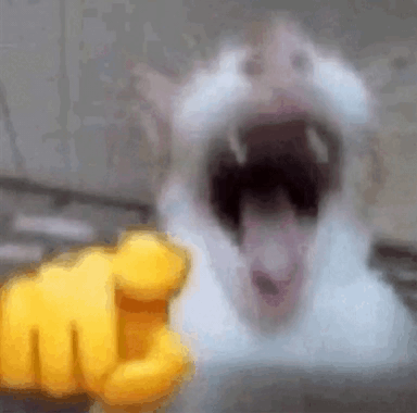 Laughing cat 1309120726