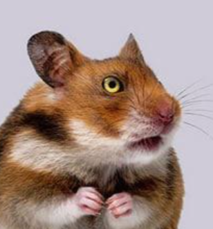 Hamster