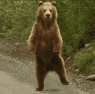 Bearr