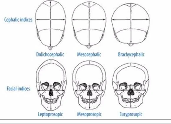 Cephalicindexfacialindex