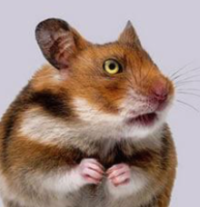 Hamster
