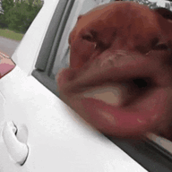 GIF image