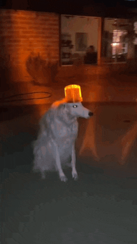 Borzoi siren