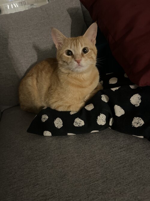 cat.jpg