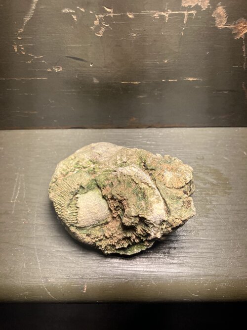 HornCoral1