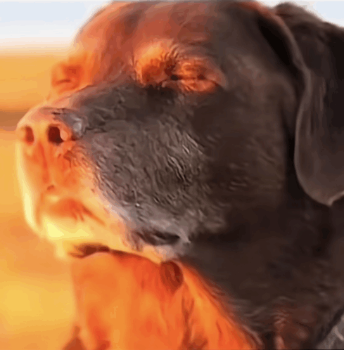 we-have-no-sappers-dog-accepting-fate.png