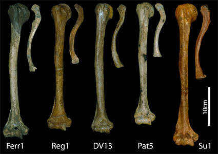 Neandertalbones1sm Neandertalbones1sm