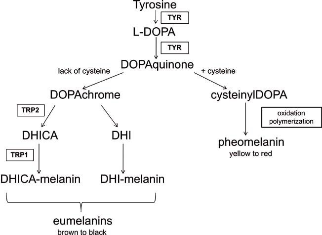 The-simplified-scheme-of-the-melanin-synthesis-in-melanocytes-during-melanogenesis-The.jpg