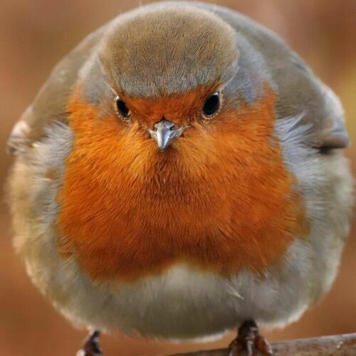 bird.jpg
