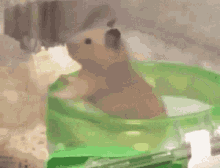 Hamster spinning