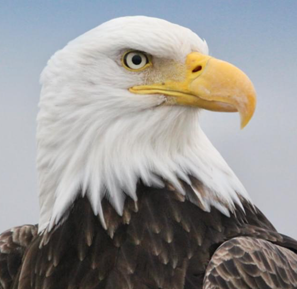 Eagle
