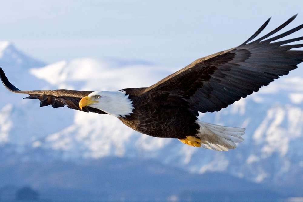 Eagle