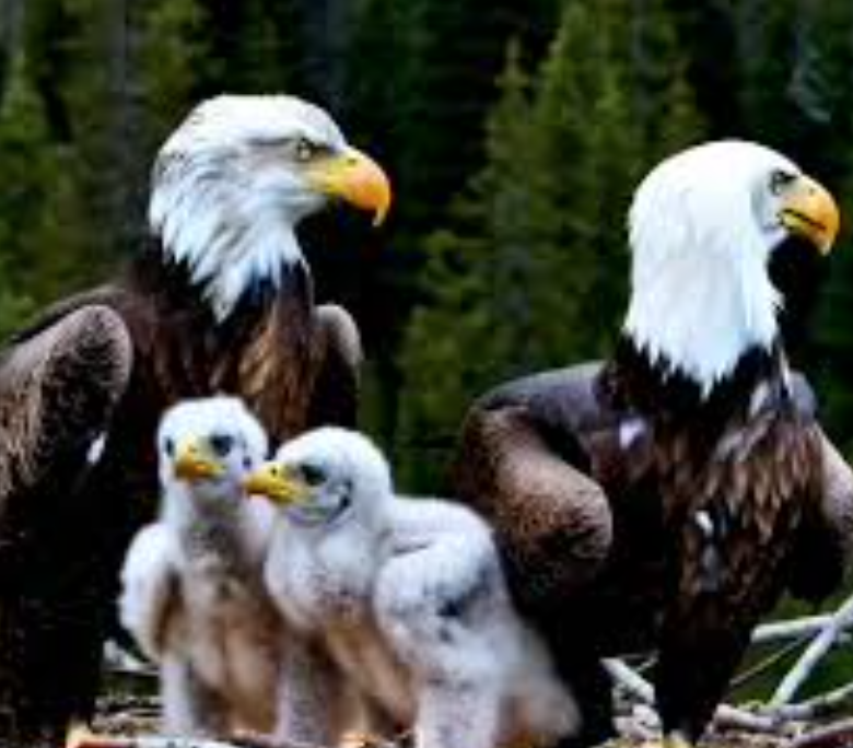 Eagleee