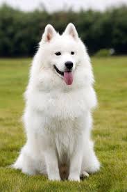 Beautiful Fluffy White Dog!