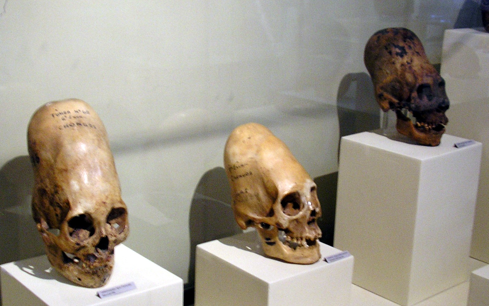 ParacasSkullsIcaMuseum ParacasSkullsIcaMuseum