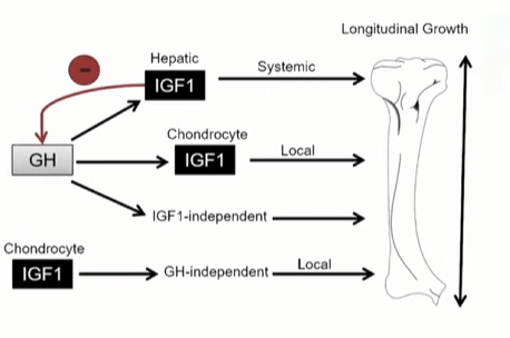Hgh igf1 proliferation  hypertorphy