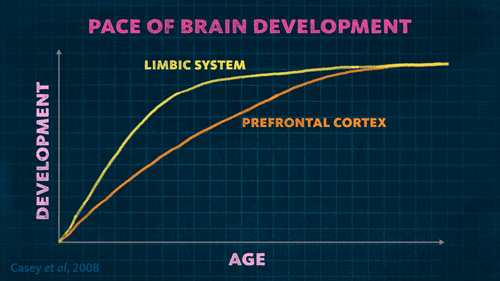 Brain development chart
